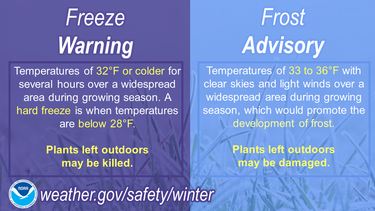 Frost Advisory versus Freeze Warning